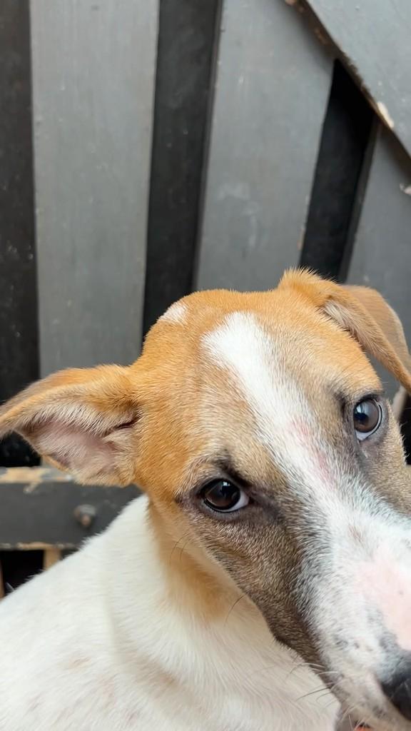 Milk, cachorro de porte pequeno para adoção em Santos - SP