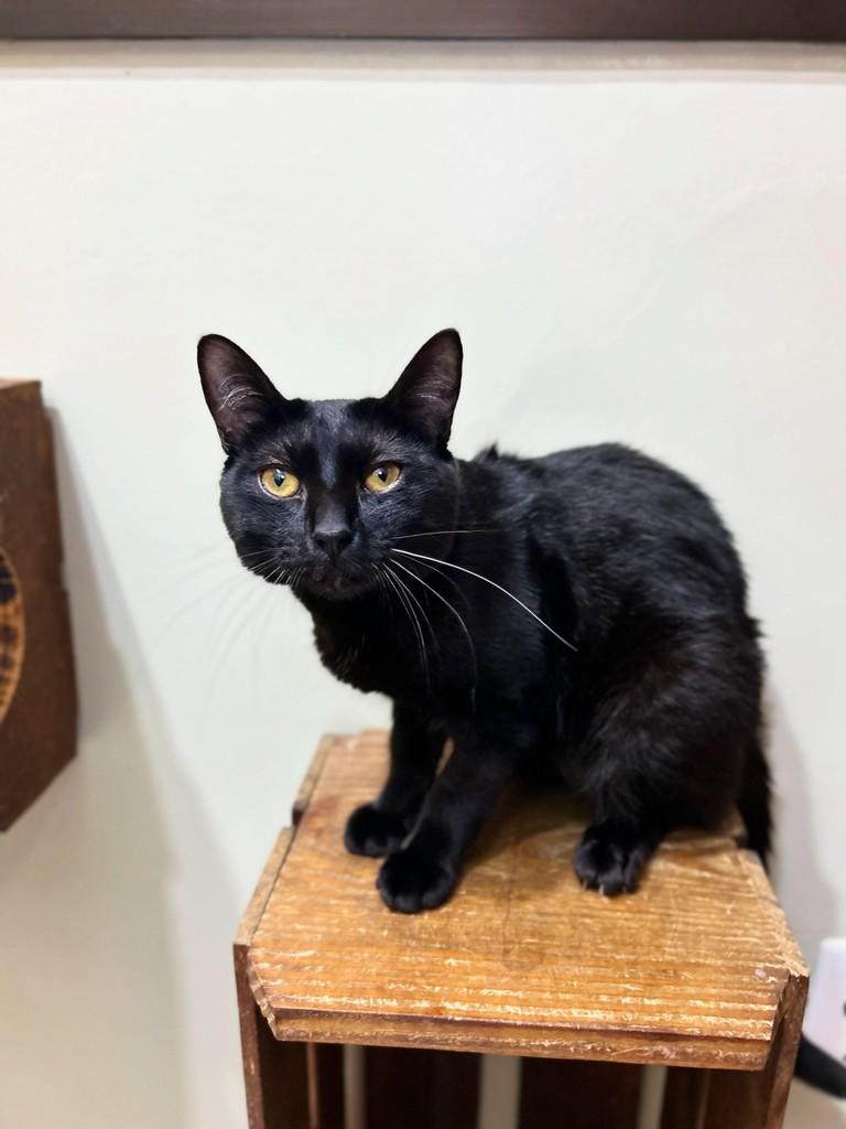 Mika, gato de porte pequeno para adoção em Santos - SP