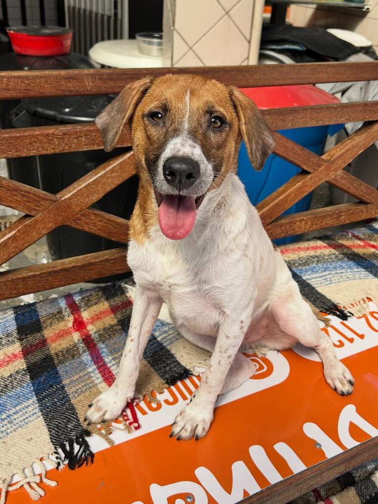 Zaian, cachorro de porte pequeno para adoção em Santos - SP