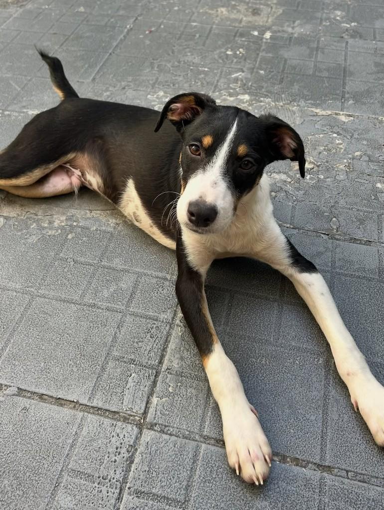 Café, cachorro de porte médio para adoção em Santos - SP