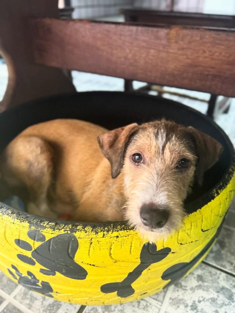 Fubá, cachorro de porte pequeno para adoção em Santos - SP