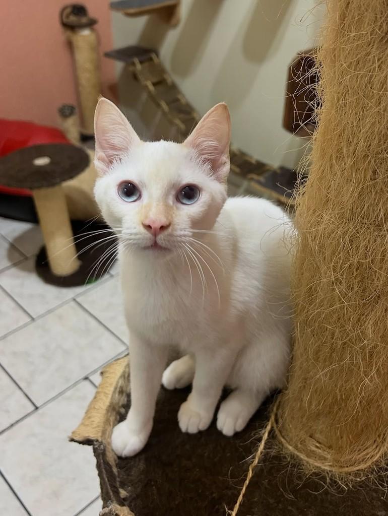 Mingau, gato de porte pequeno para adoção em Santos - SP