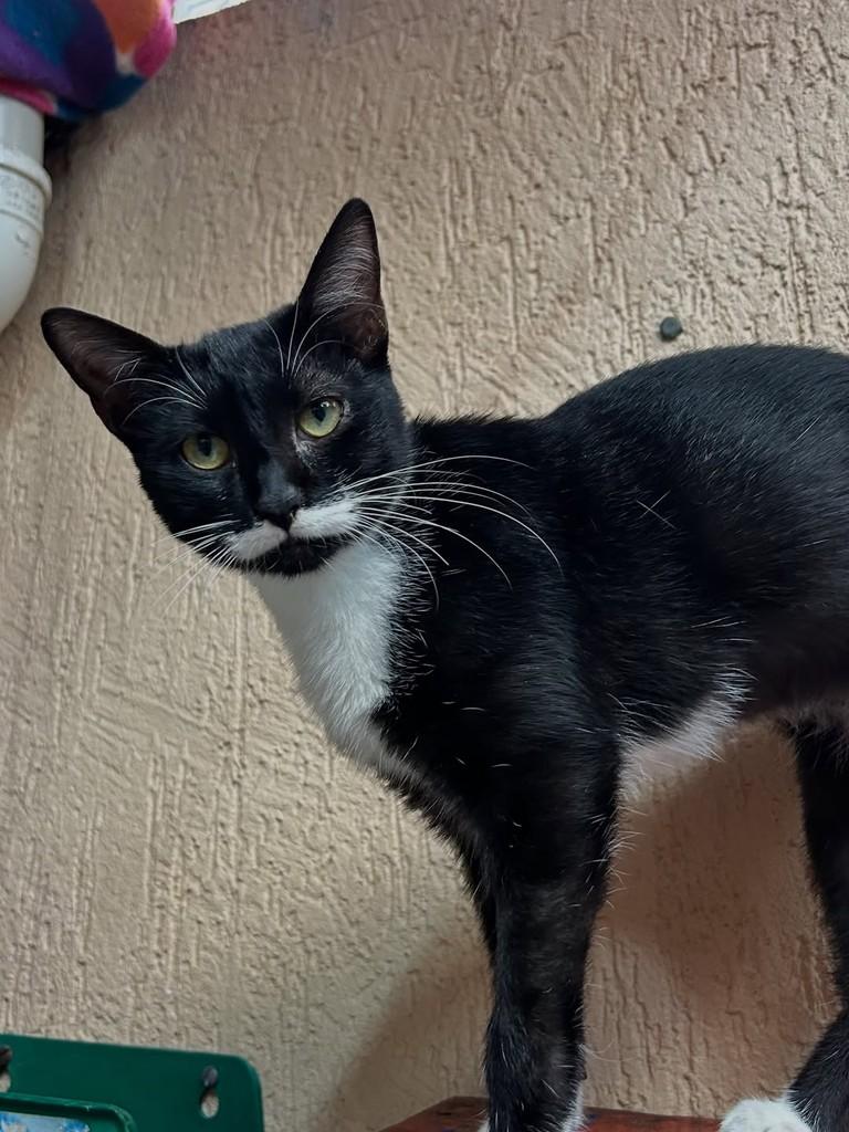 Drica, gata de porte pequeno para adoção em Santos - SP