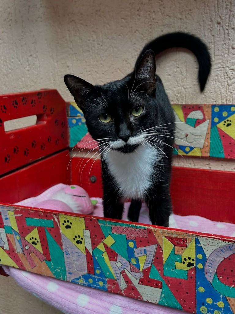 Drica, gata de porte pequeno para adoção em Santos - SP — foto 2 de 2