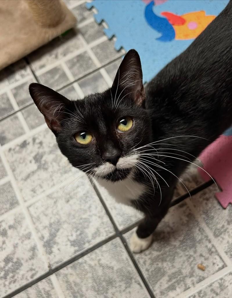 Dri, gato de porte pequeno para adoção em Santos - SP