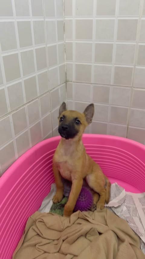 Tunico, cachorro de porte pequeno para adoção em Santos - SP