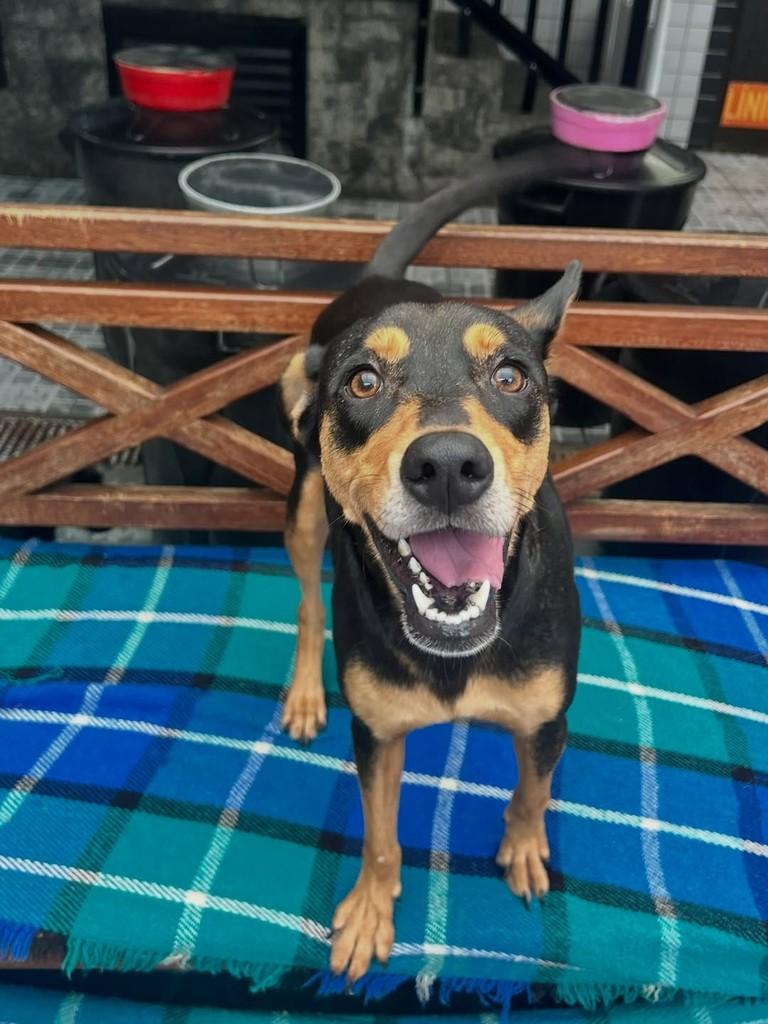 Nala, cadela de porte pequeno para adoção em Santos - SP