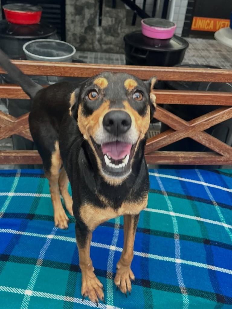 Nala, cadela de porte pequeno para adoção em Santos - SP — foto 2 de 3