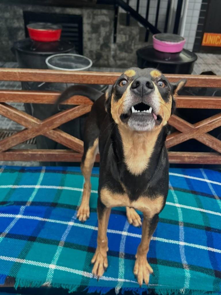 Nala, cadela de porte pequeno para adoção em Santos - SP — foto 3 de 3
