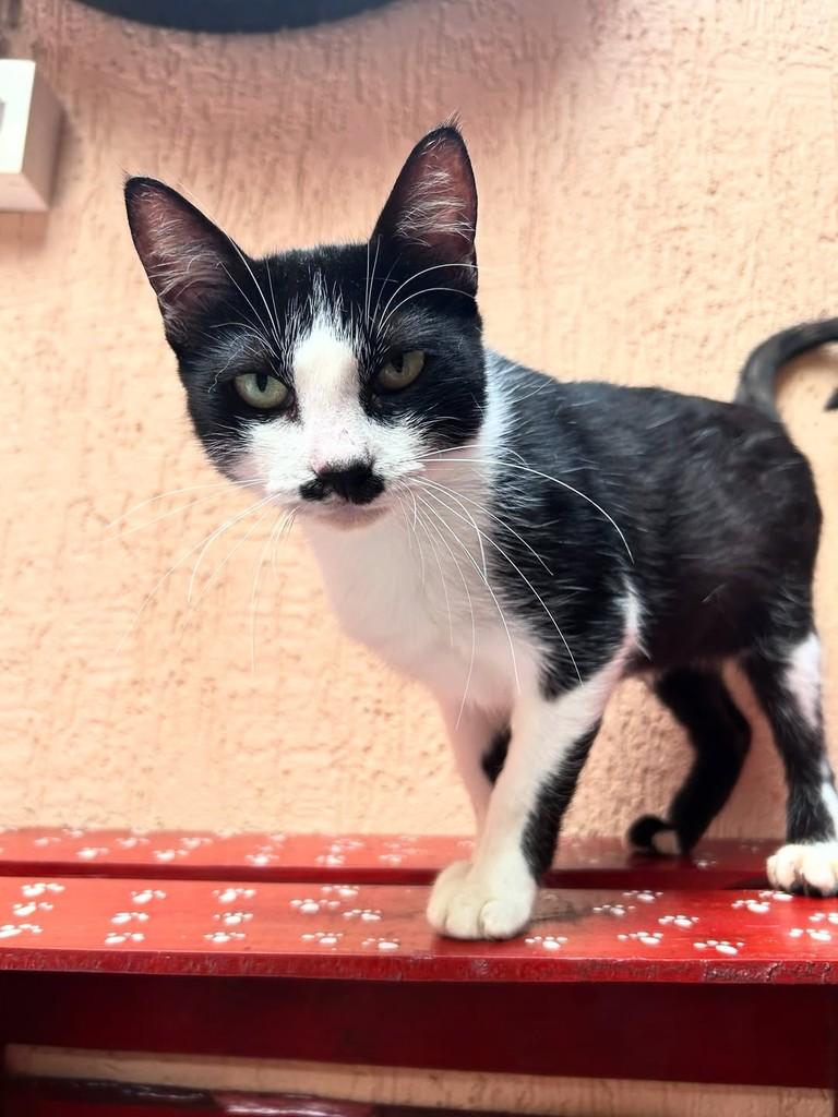Molly, gata de porte pequeno para adoção em Santos - SP