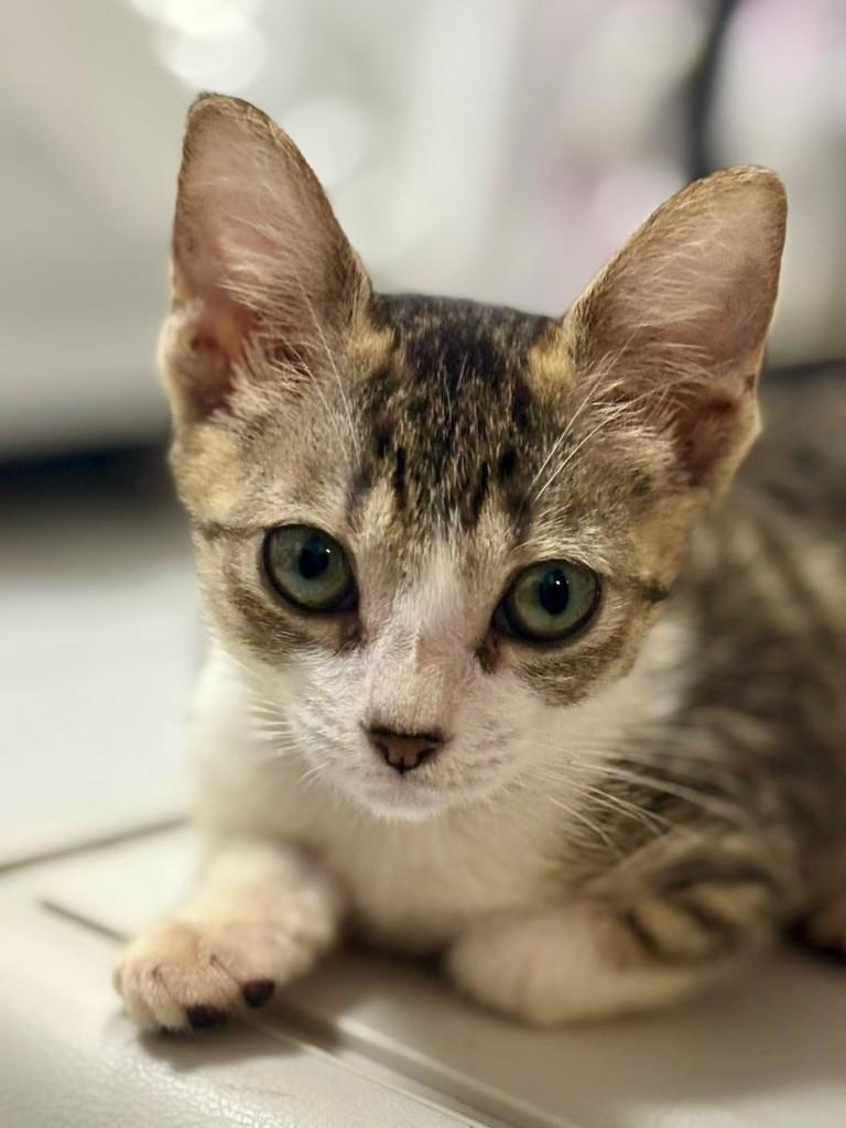 Mingau, gata de porte pequeno para adoção em Satuba - AL