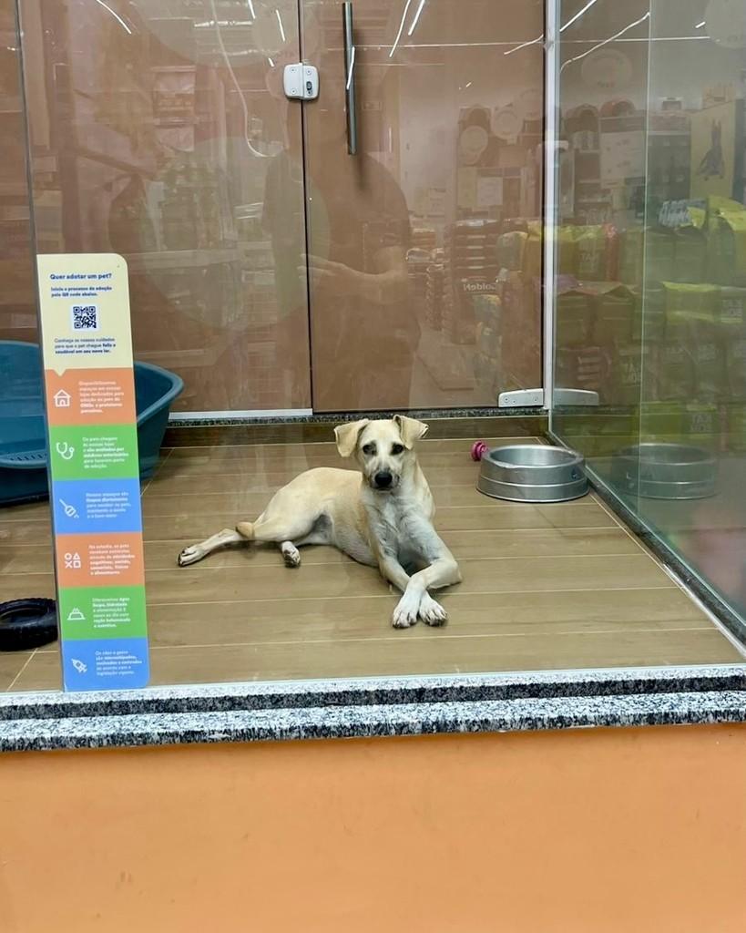 Branquinha, cachorro de porte pequeno para adoção em Satuba - AL