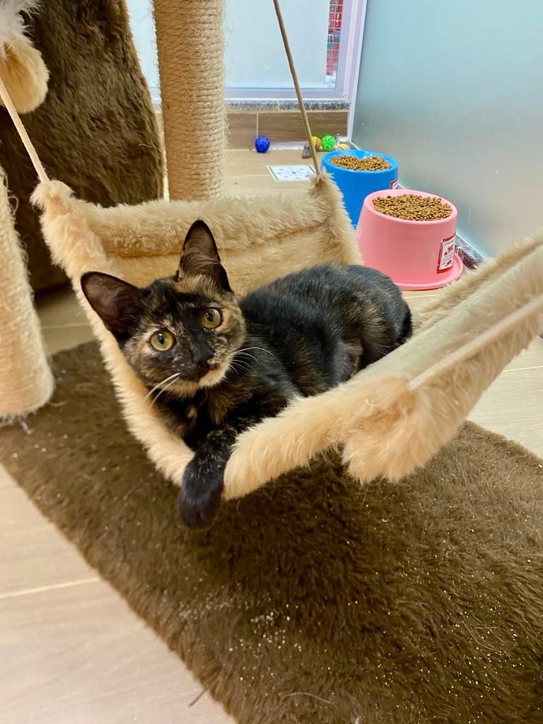 Geise, gato de porte pequeno para adoção em Satuba - AL
