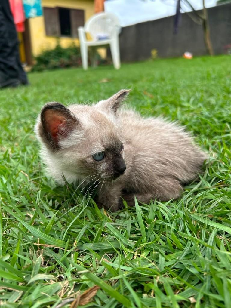 Íris, gata de porte pequeno para adoção em Satuba - AL