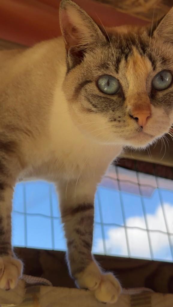 Rosinha, gato de porte pequeno para adoção em Satuba - AL
