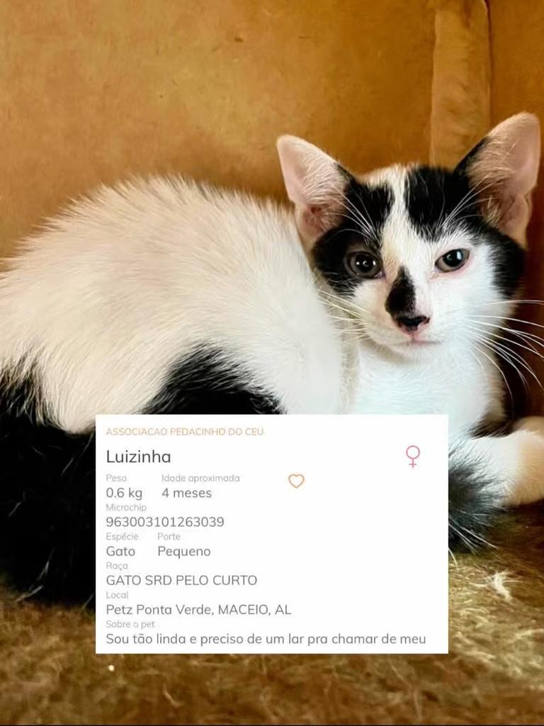 Luizinha, gato de porte pequeno para adoção em Satuba - AL