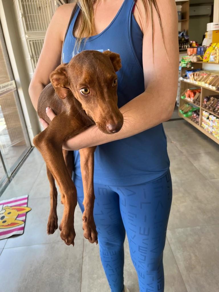 Linda, cachorro de porte grande para adoção em Fátima do Sul - MS