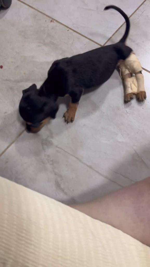 Lelê, cachorro de porte pequeno para adoção em Fátima do Sul - MS