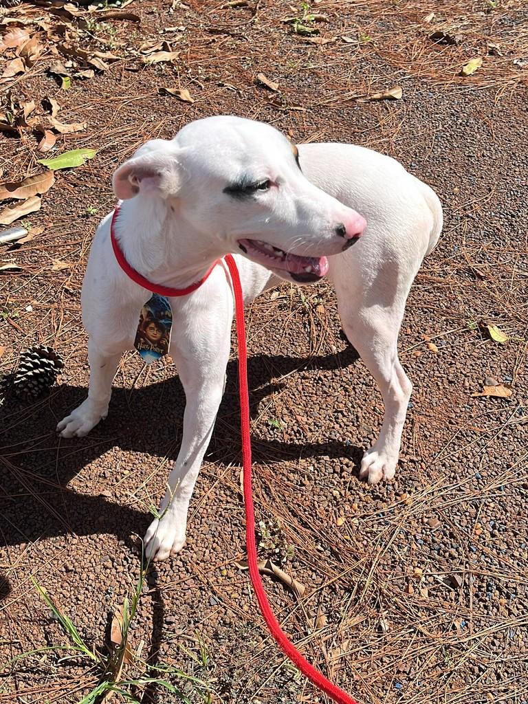 Pirata, cachorro de porte grande para adoção em Fátima do Sul - MS