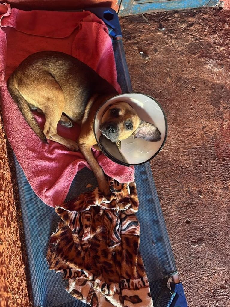 André Orelha, cachorro de porte pequeno para adoção em Fátima do Sul - MS