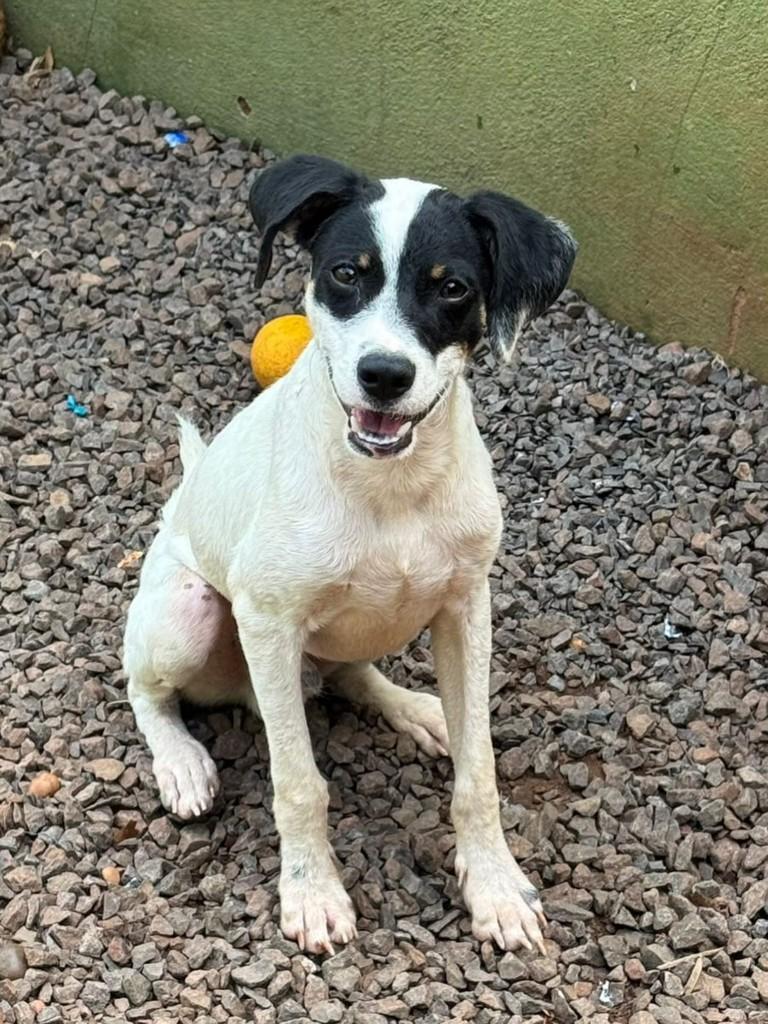 Geraldo, cachorro de porte médio para adoção em Fátima do Sul - MS
