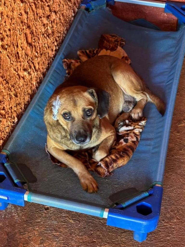 Me audota?!, cachorro de porte pequeno para adoção em Fátima do Sul - MS