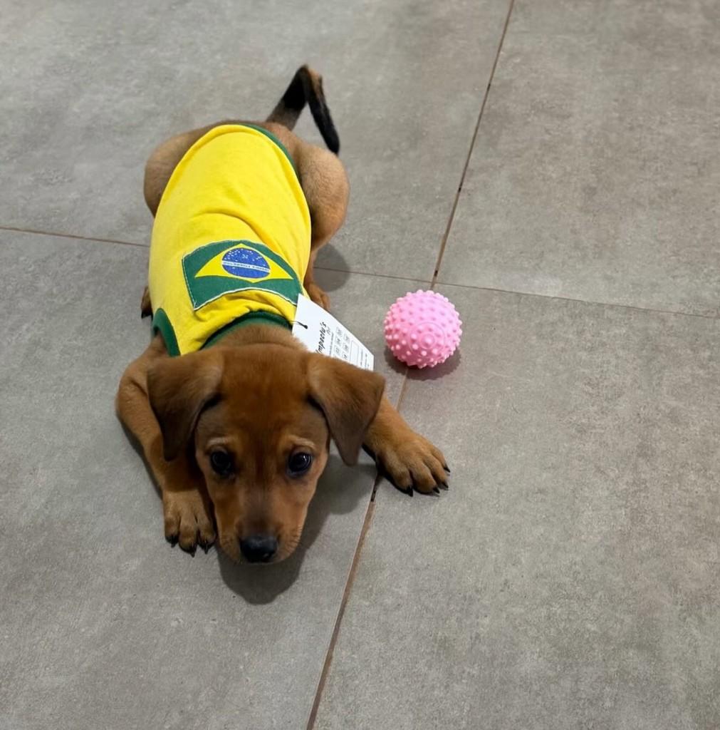 Vini jr, cachorro de porte médio para adoção em Fátima do Sul - MS