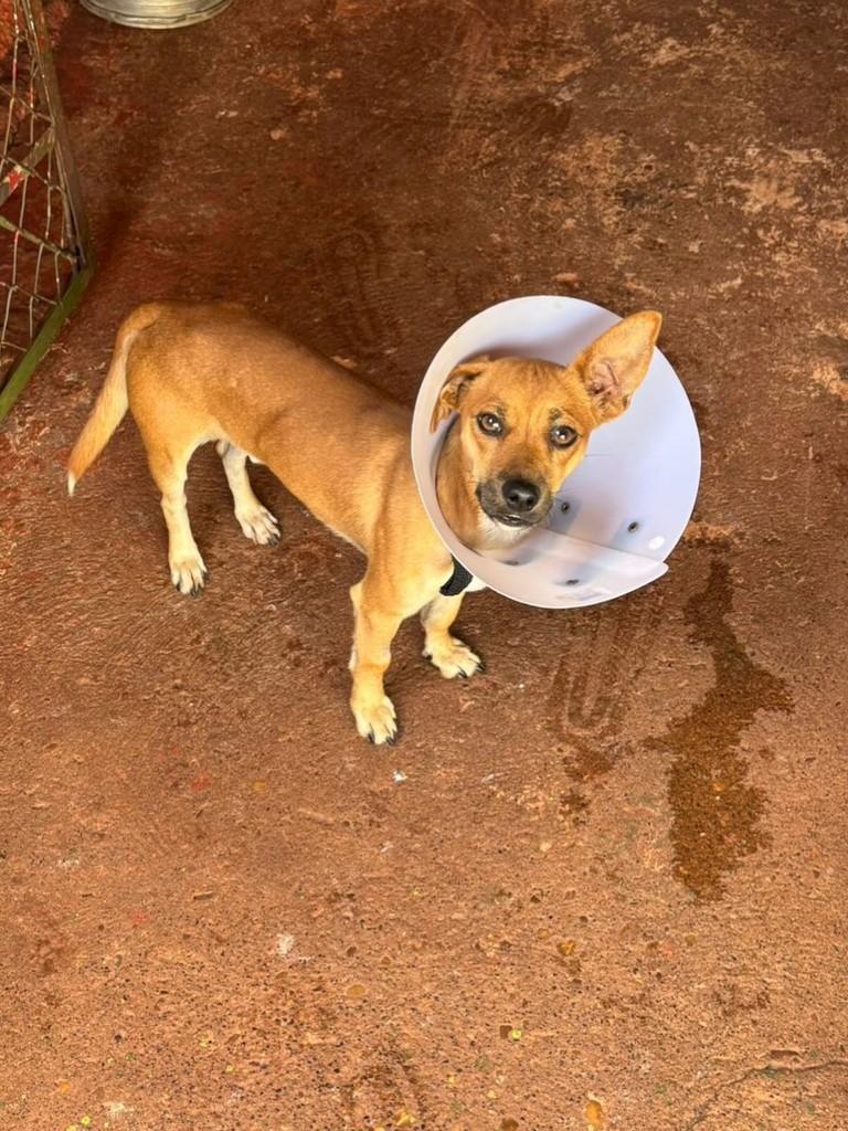 Fofinho, cachorro de porte pequeno para adoção em Fátima do Sul - MS