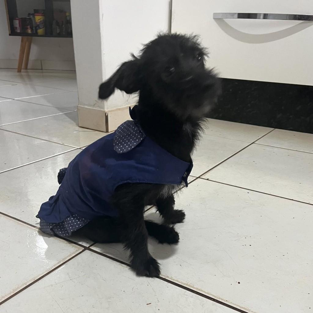 Pepe, cachorro de porte pequeno para adoção em Fátima do Sul - MS