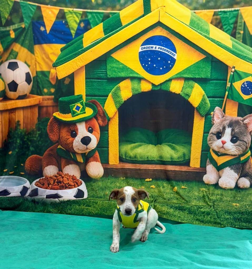 Endrick, cachorro de porte médio para adoção em Fátima do Sul - MS