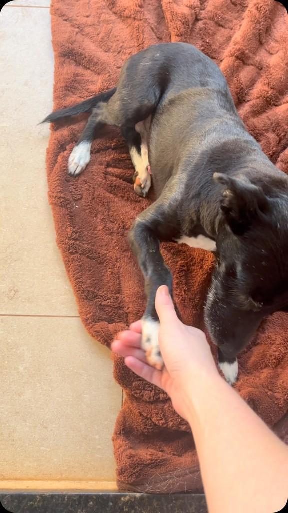 Fiapinho, cachorro de porte médio para adoção em Fátima do Sul - MS
