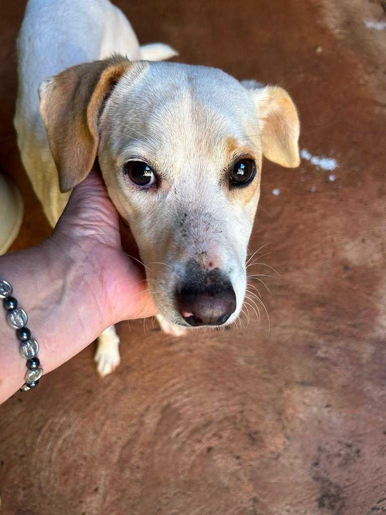Meninão, cachorro de porte pequeno para adoção em Fátima do Sul - MS