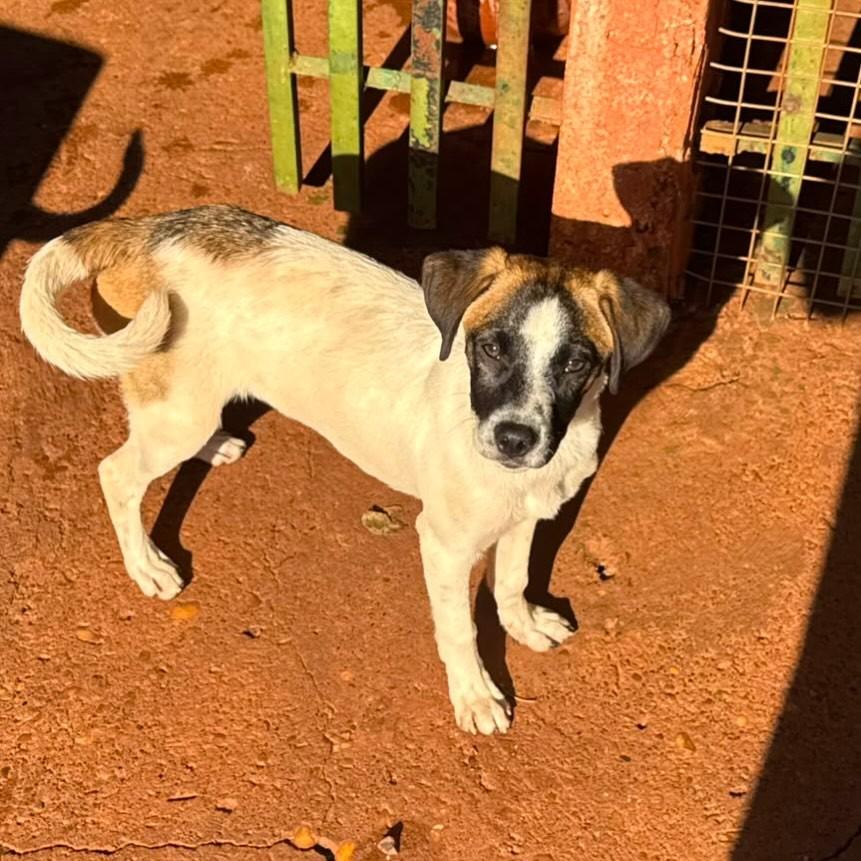 Maradona, cachorro de porte pequeno para adoção em Fátima do Sul - MS