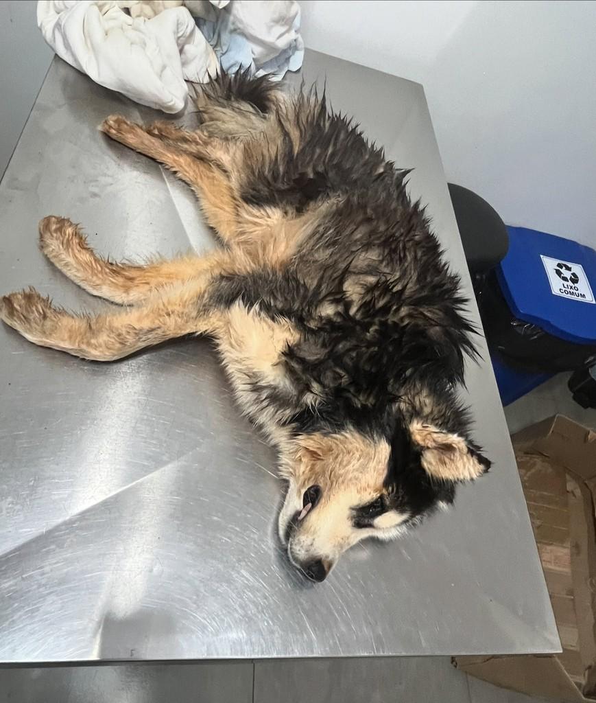 Alaska, cachorro de porte pequeno para adoção em Fátima do Sul - MS