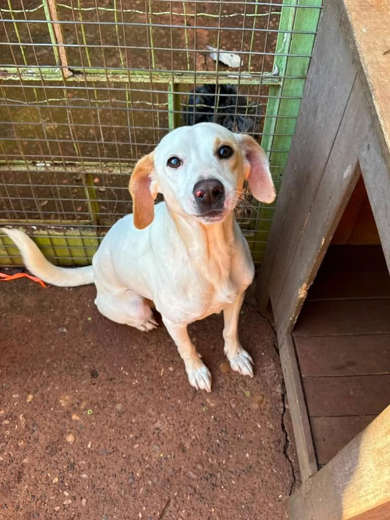 Nelson, cachorro de porte médio para adoção em Fátima do Sul - MS