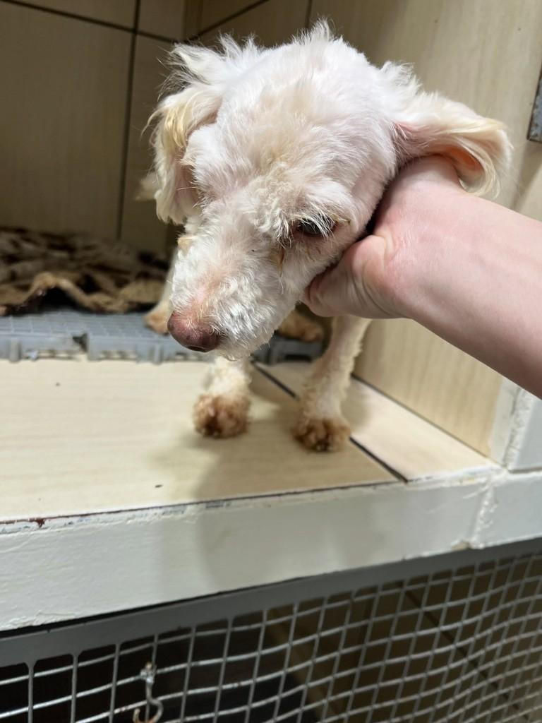 Sushi, cachorro de porte pequeno para adoção em Fátima do Sul - MS