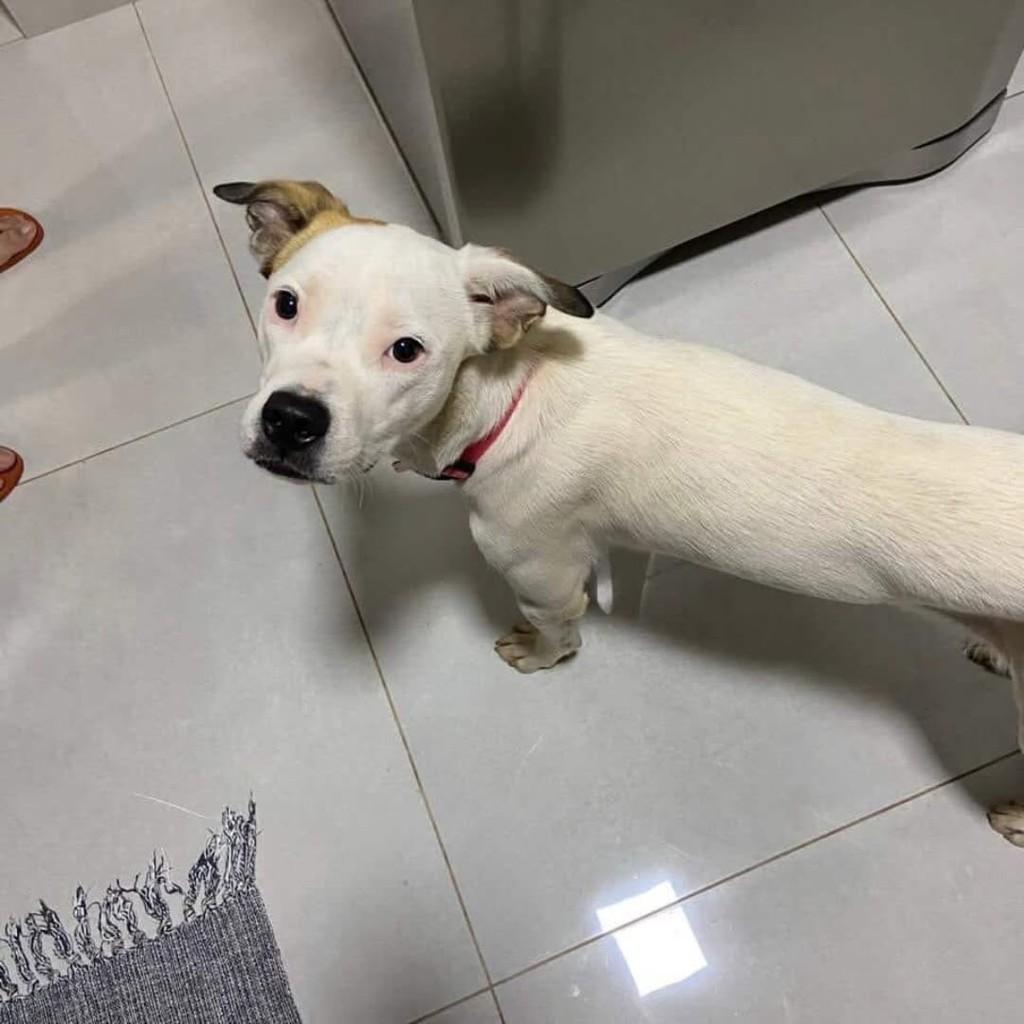 Branca, cachorro de porte pequeno para adoção em Maringá - PR