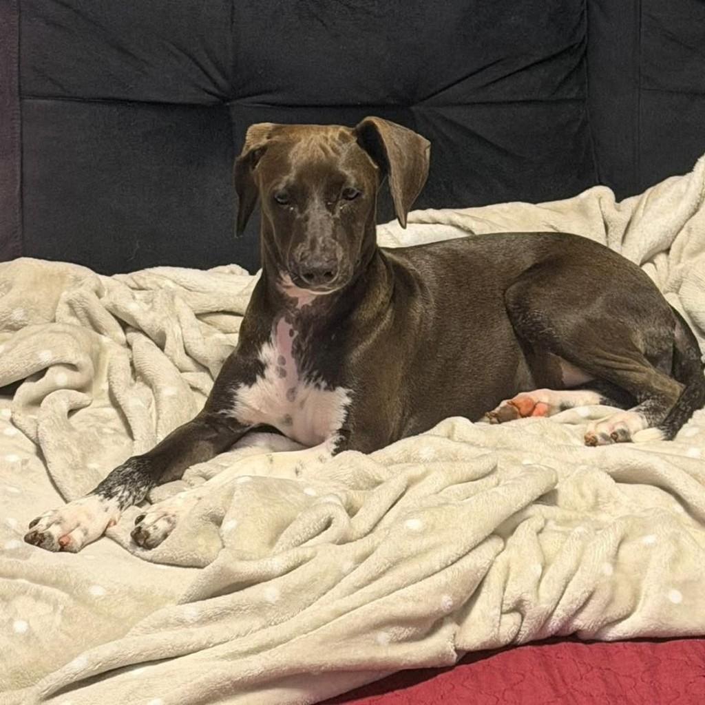 Cachorra, cadela de porte médio para adoção em Maringá - PR