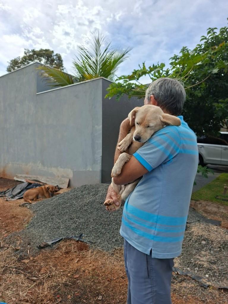 Lobinho, cachorro de porte pequeno para adoção em Maringá - PR