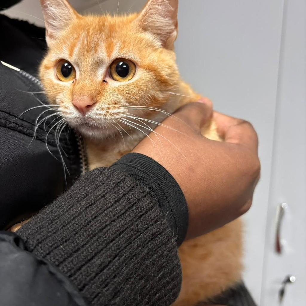 Linda, gata de porte pequeno para adoção em Maringá - PR