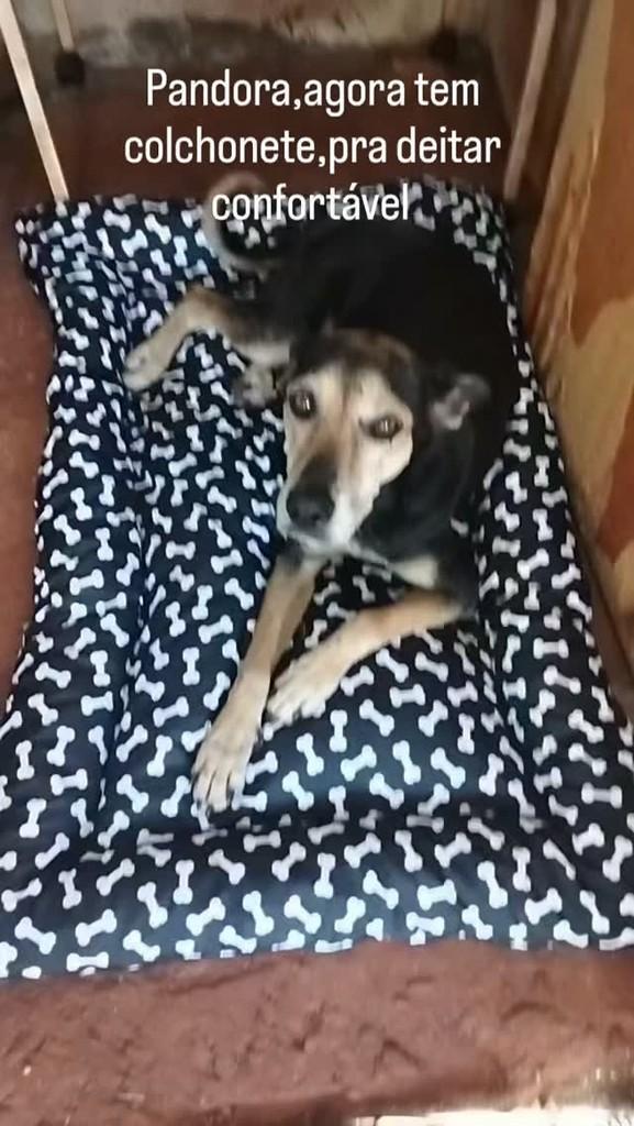 Pandora, cachorro de porte médio para adoção em Maringá - PR