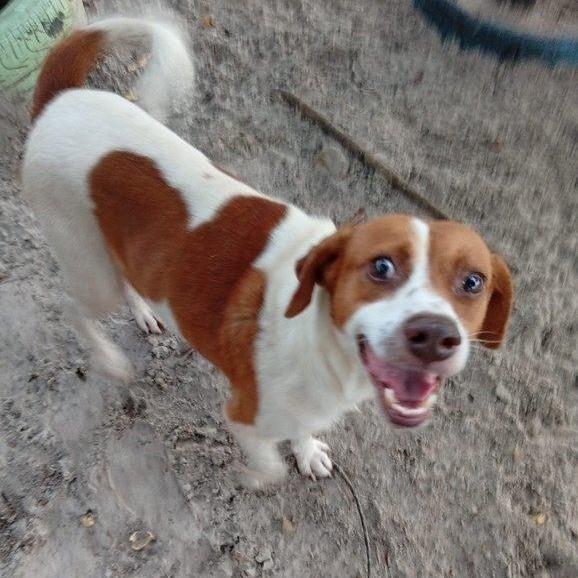 Chapolin, cachorro de porte pequeno para adoção em Ilhéus - BA