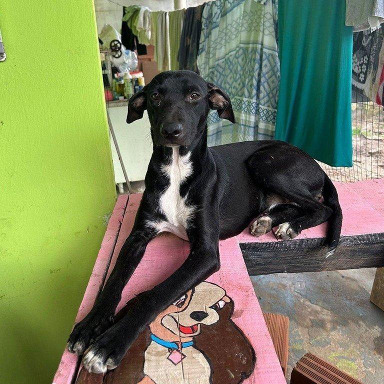 Ariel, cadela de porte médio para adoção em Ilhéus - BA