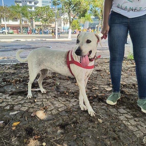 Bela, cadela de porte grande para adoção em Ilhéus - BA