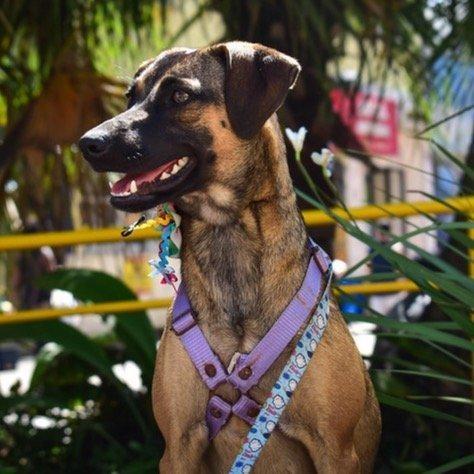 Daminha, cadela de porte médio para adoção em Ilhéus - BA