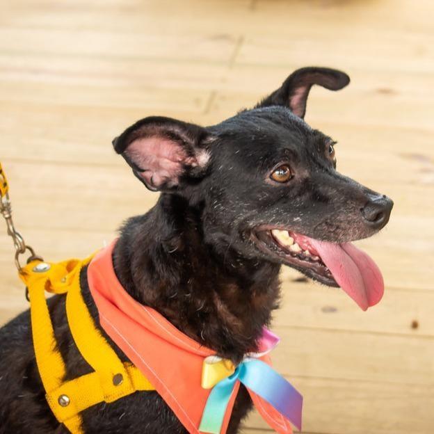 Thor, cachorro de porte médio para adoção em Ilhéus - BA