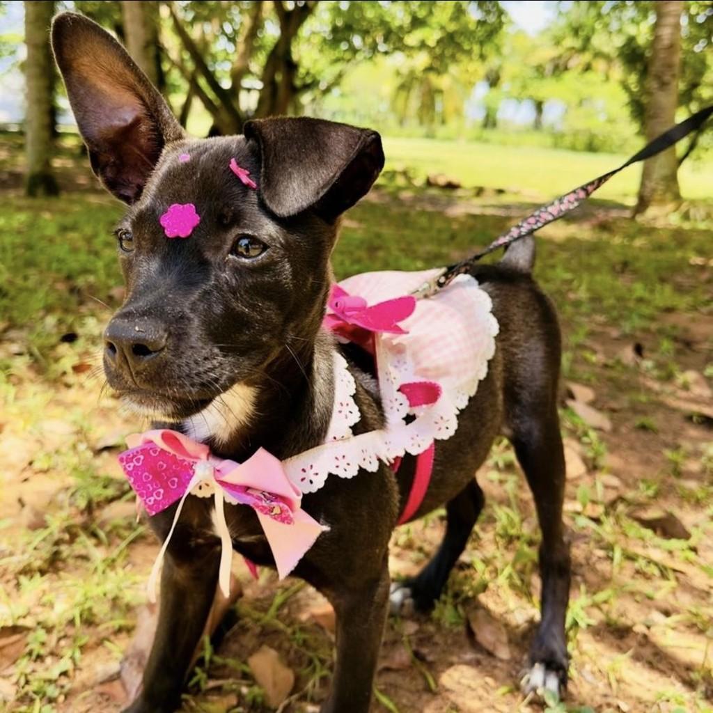 Giga, cachorro de porte médio para adoção em Ilhéus - BA