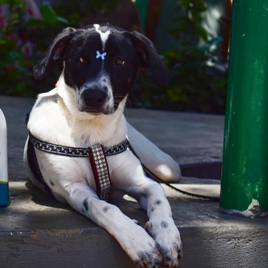 Fany, cadela de porte pequeno para adoção em Ilhéus - BA