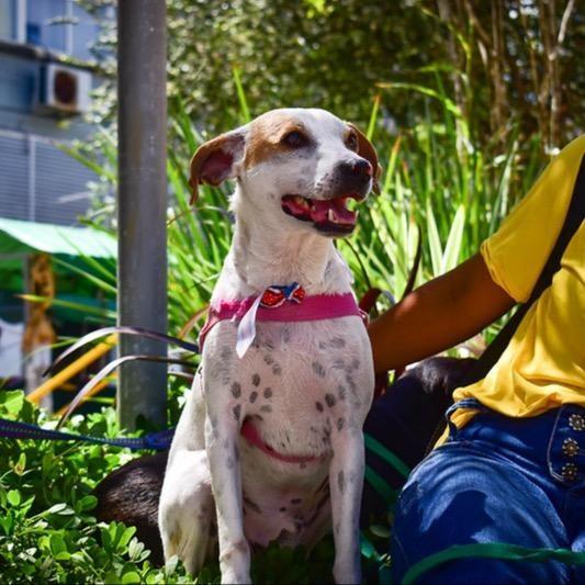 Junior, cachorro de porte médio para adoção em Ilhéus - BA
