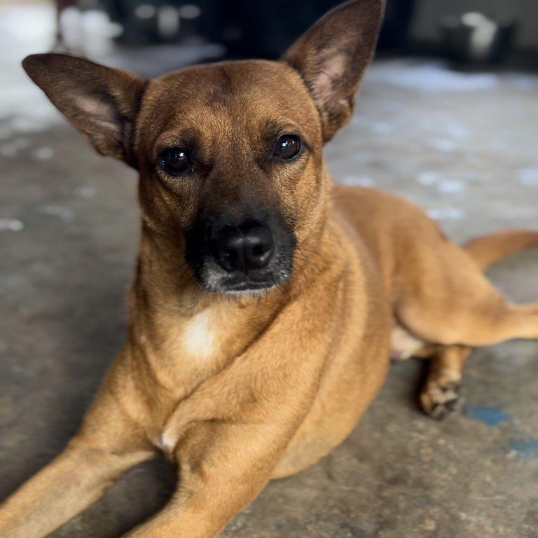 Jojô, cachorro de porte médio para adoção em Ilhéus - BA